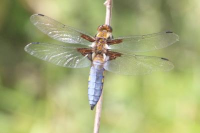 Libellule déprimée 