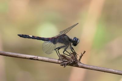 Leucorrhinia pectoralis
