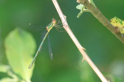Leste vert