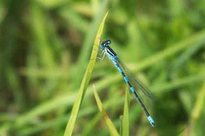 Agrion mignon 