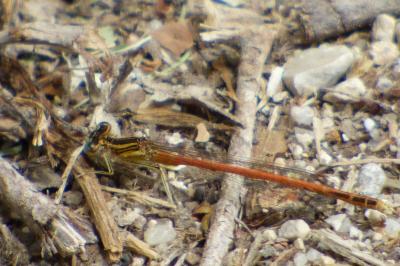 Agrion orangé
