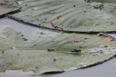 Agrion élégant