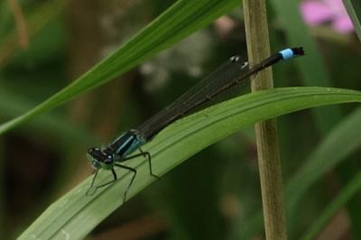 Agrion élégant