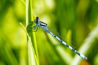 Agrion de Mercure