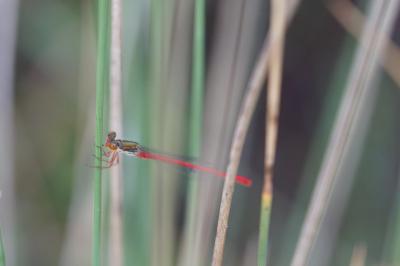 Agrion délicat