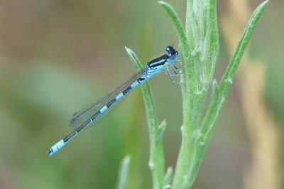 Agrion mignon 
