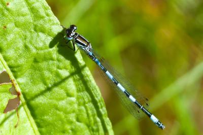Agrion de Mercure