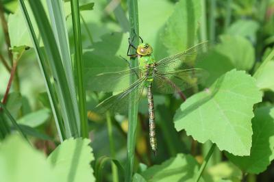 Anax empereur 