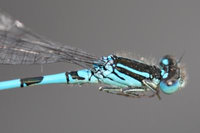 Agrion mignon 