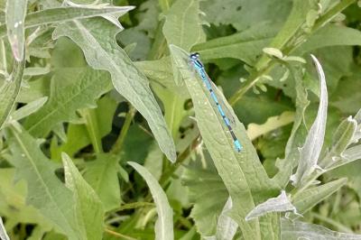 Agrion jouvencelle