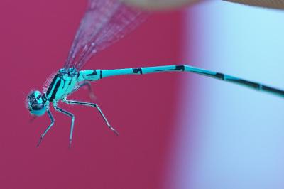 Agrion jouvencelle