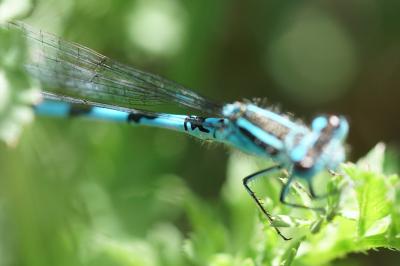 Agrion de Mercure