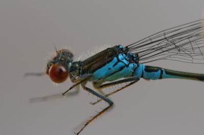 Naïade au corps vert 