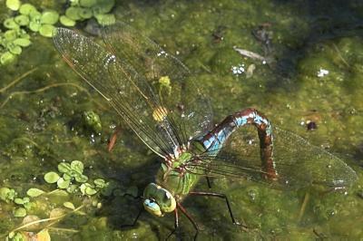 Anax empereur 