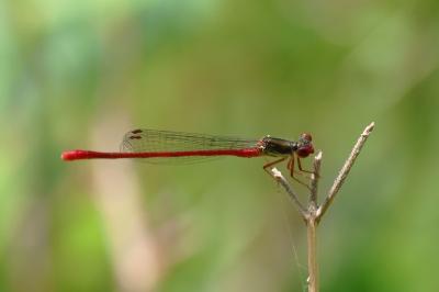 Agrion délicat