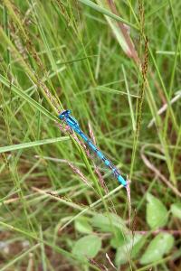Agrion porte-coupe