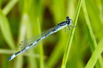 Agrion de Mercure