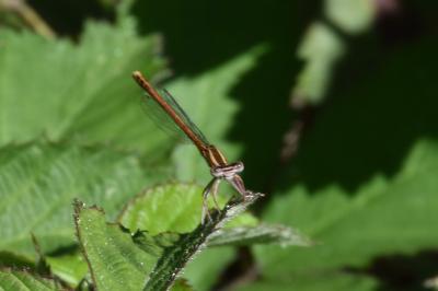 Agrion orangé