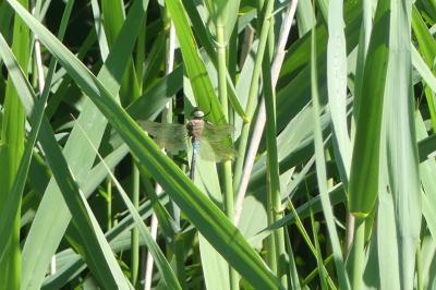 Anax napolitain 