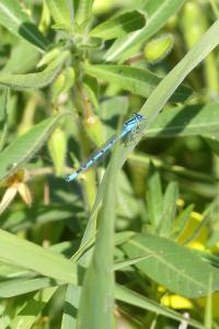 Agrion porte-coupe