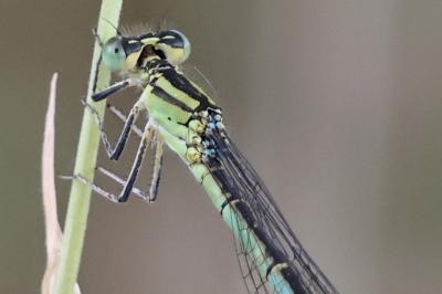 Agrion de Vander Linden