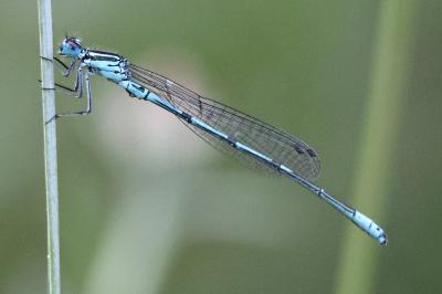 Agrion jouvencelle