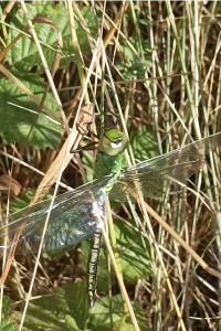 Anax empereur 