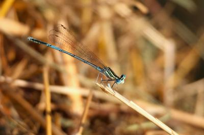 Agrion à larges pattes