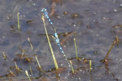 Agrion mignon 
