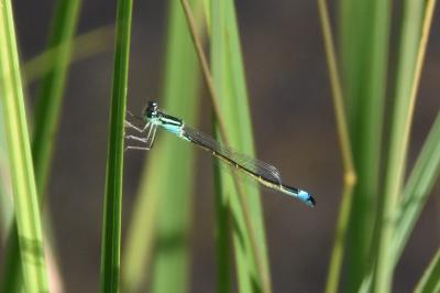 Agrion élégant