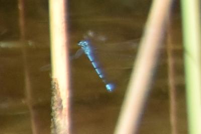 Agrion jouvencelle