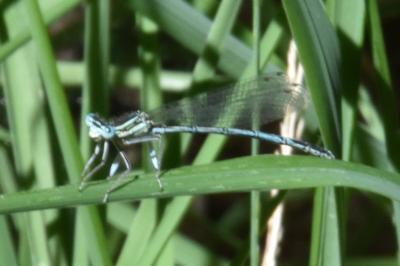 Agrion à larges pattes