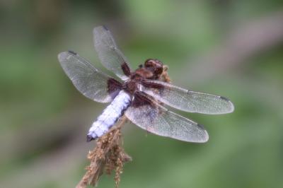 Libellule déprimée 