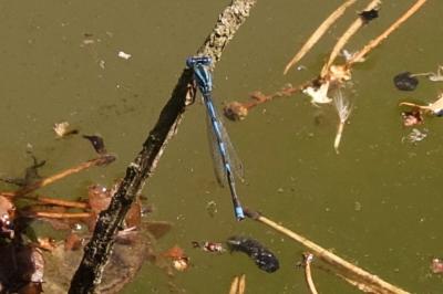 Agrion de Vander Linden