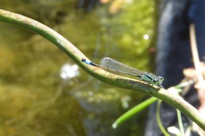 Agrion élégant