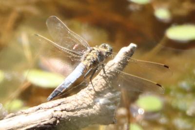 Orthétrum réticulé 