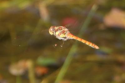 Sympétrum fascié 