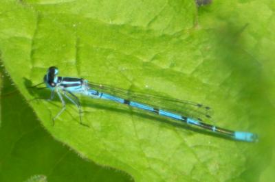 Agrion jouvencelle