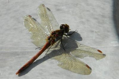 Sympétrum fascié 