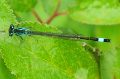 Agrion élégant