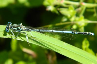 Agrion à larges pattes