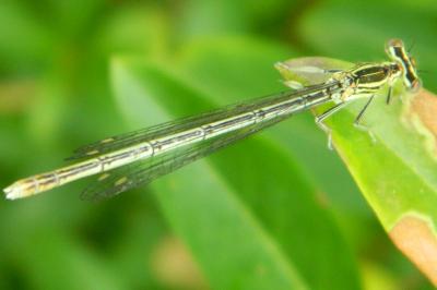 Agrion à larges pattes