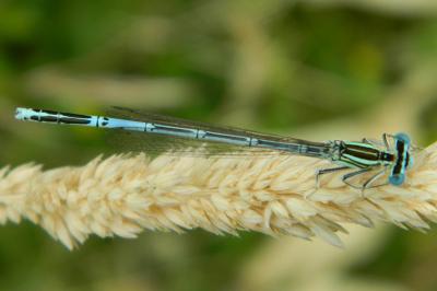 Agrion à larges pattes
