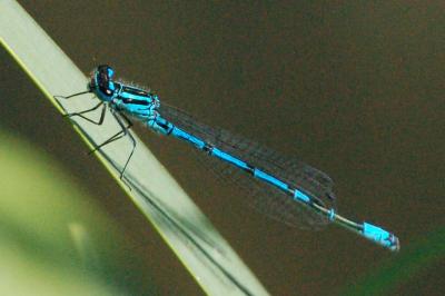 Agrion jouvencelle