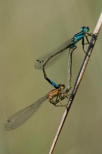 Agrion élégant