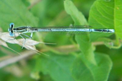 Agrion à larges pattes