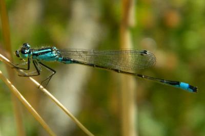 Agrion élégant