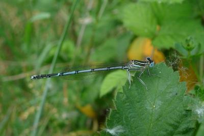 Platycnemis pennipes