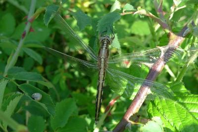 Orthetrum albistylum