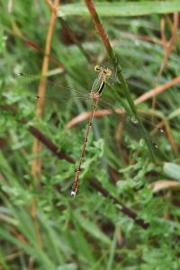 Lestes barbarus